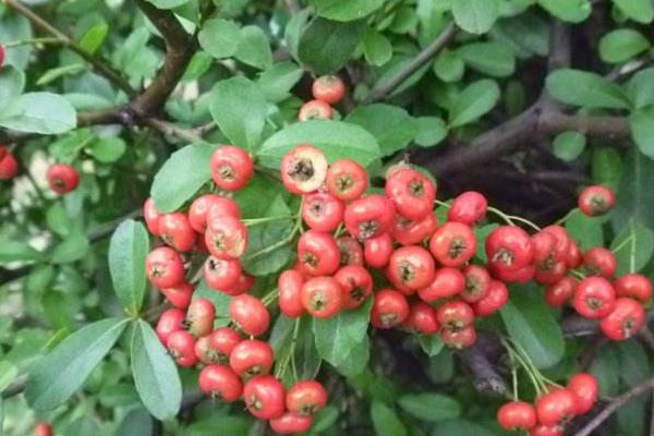 盆栽火棘怎么養 火棘盆景養殖方法與注意事項