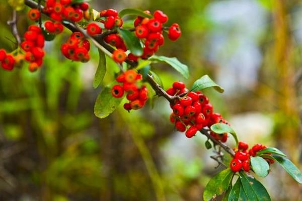 盆栽火棘怎么養 火棘盆景養殖方法與注意事項