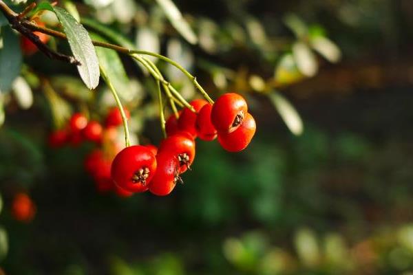盆栽火棘怎么養 火棘盆景養殖方法與注意事項