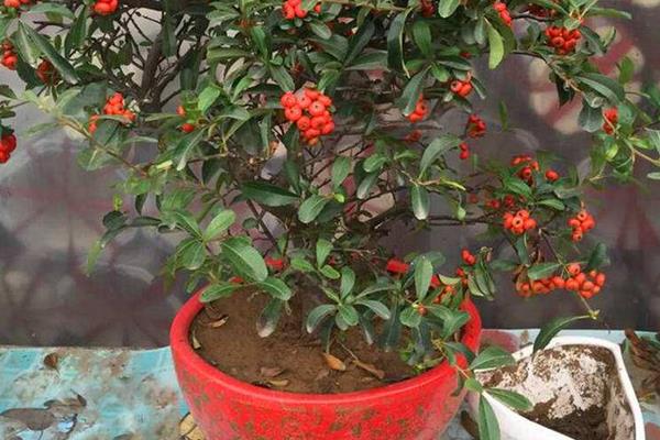 盆栽火棘怎么養 火棘盆景養殖方法與注意事項