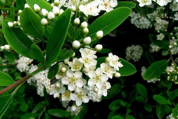 盆栽火棘怎么養 火棘盆景養殖方法與注意事項