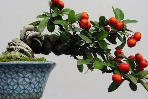 火棘種子市場價格多少錢一斤  小丑火棘和火棘的區別