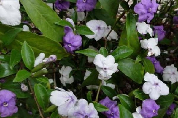 雙色茉莉有毒嗎 雙色茉莉能放在室內臥室嗎