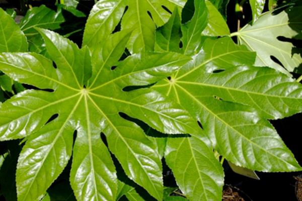 八角金盤怎么養(yǎng) 八角金盤養(yǎng)殖方法與注意事項