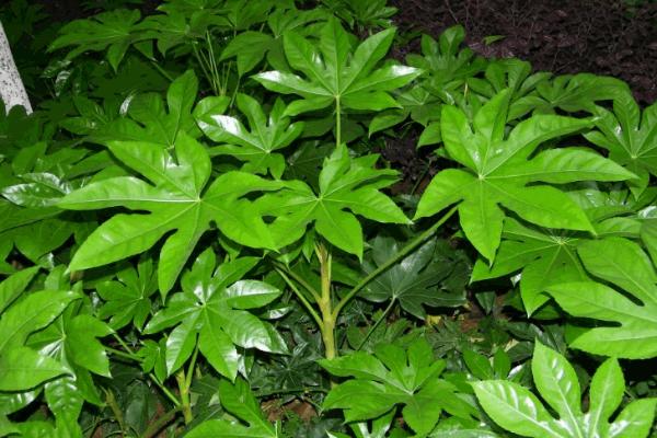 八角金盤怎么養(yǎng) 八角金盤養(yǎng)殖方法與注意事項