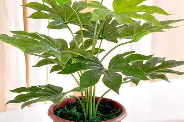 八角金盤怎么養(yǎng) 八角金盤養(yǎng)殖方法與注意事項