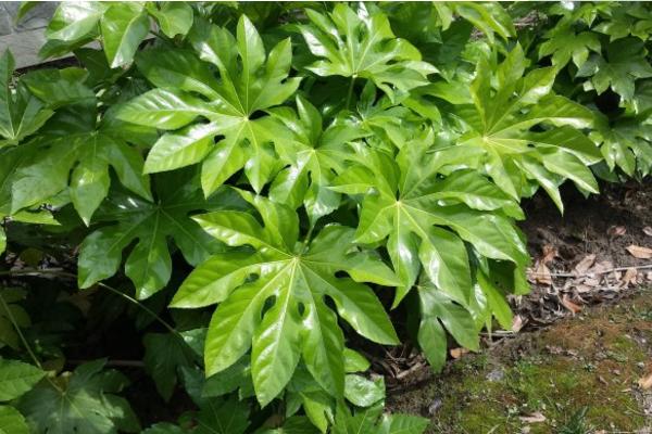 八角金盤怎么養(yǎng) 八角金盤養(yǎng)殖方法與注意事項