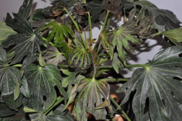 八角金盤怎么養(yǎng) 八角金盤養(yǎng)殖方法與注意事項