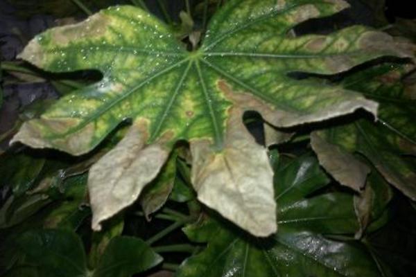 八角金盤怎么養(yǎng) 八角金盤養(yǎng)殖方法與注意事項