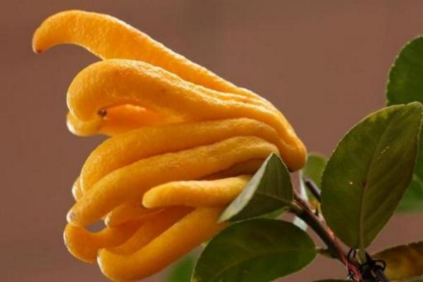 佛手的功效與作用及禁忌 佛手藥用價(jià)值