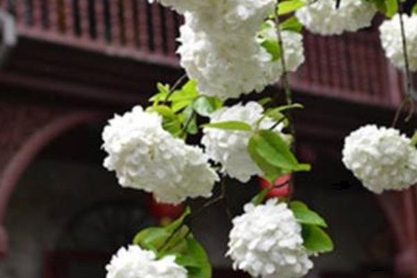 瓊花圖片大全 瓊花的花語及寓意 關(guān)于瓊花的詩句