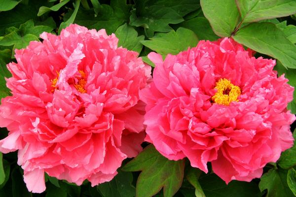 牡丹花簡筆畫步驟（圖解） 牡丹花怎么折