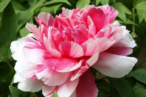 盆栽牡丹花怎么澆水 牡丹盆栽葉子變黃怎么辦