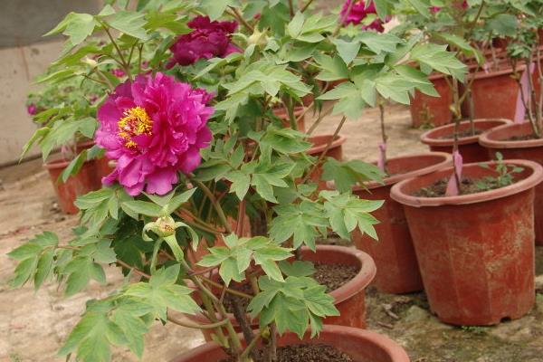 盆栽牡丹花怎么澆水 牡丹盆栽葉子變黃怎么辦