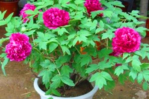 盆栽牡丹花怎么澆水 牡丹盆栽葉子變黃怎么辦