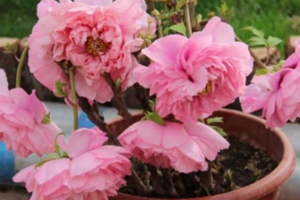 盆栽牡丹花怎么澆水 牡丹盆栽葉子變黃怎么辦