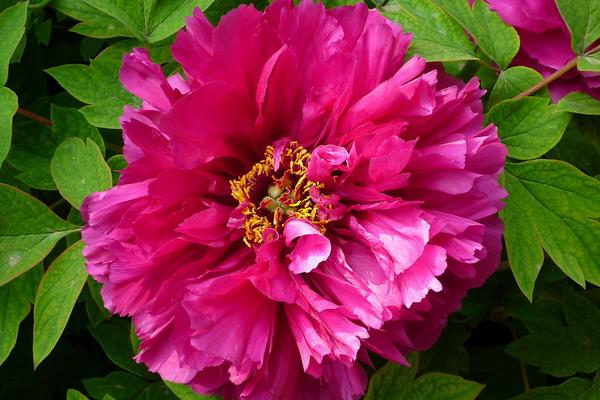 盆栽牡丹花怎么澆水 牡丹盆栽葉子變黃怎么辦