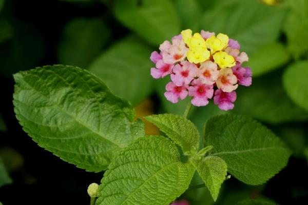 五色梅盆栽怎么澆水 盆栽五色梅葉片發黃怎么辦