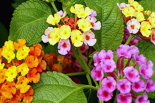 五色梅盆栽怎么澆水 盆栽五色梅葉片發黃怎么辦