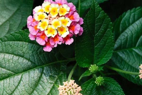 五色梅盆栽怎么澆水 盆栽五色梅葉片發黃怎么辦