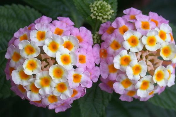 五色梅盆栽怎么澆水 盆栽五色梅葉片發黃怎么辦