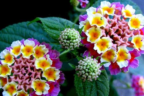 五色梅盆栽怎么澆水 盆栽五色梅葉片發黃怎么辦