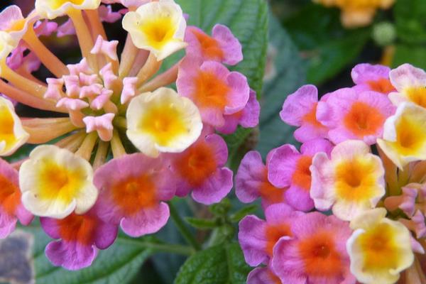 五色梅盆栽怎么澆水 盆栽五色梅葉片發黃怎么辦