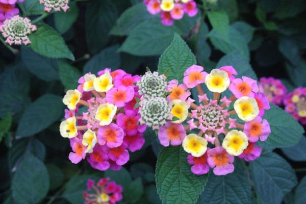 五色梅盆景市場價格多少錢一盆  五色梅的養殖方法