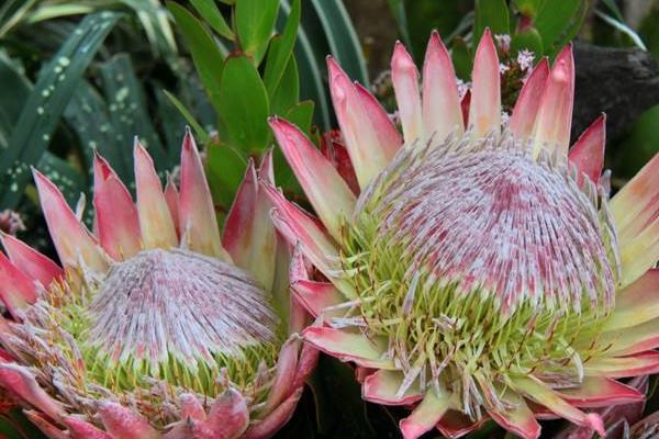 鮮花帝王花市場價格多少錢一支 帝王花的品種