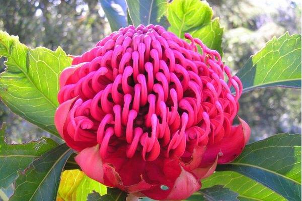 鮮花帝王花市場價格多少錢一支 帝王花的品種