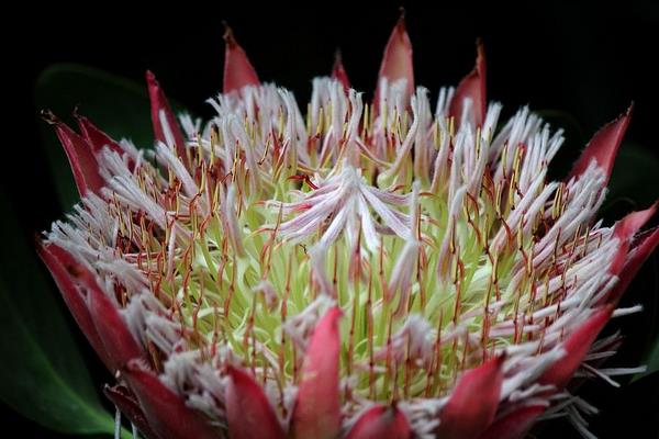 鮮花帝王花市場價格多少錢一支 帝王花的品種