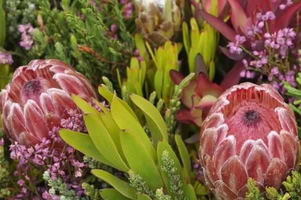 鮮花帝王花市場價格多少錢一支 帝王花的品種