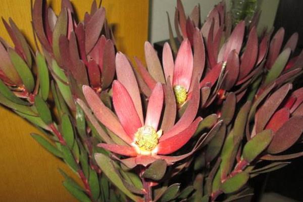 鮮花帝王花市場價格多少錢一支 帝王花的品種