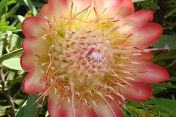 鮮花帝王花市場價格多少錢一支 帝王花的品種