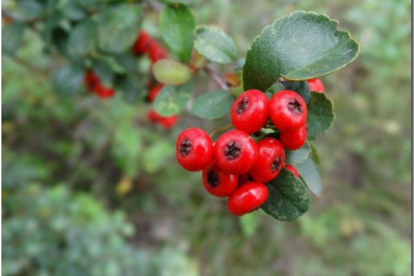 火棘果有毒嗎 火棘果可以吃嗎