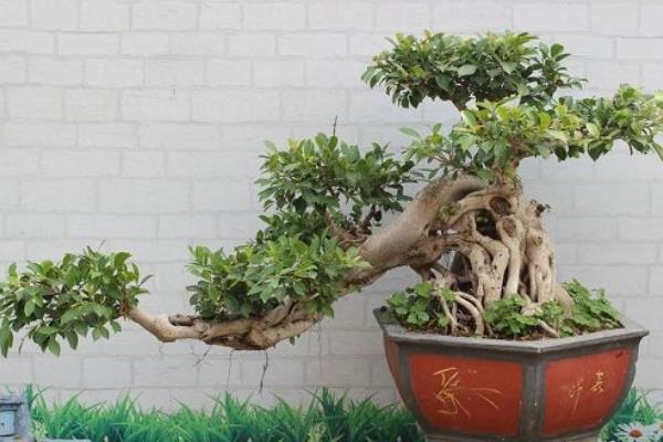 榕樹盆景怎么造型好看 榕樹盆景怎么修剪枝葉