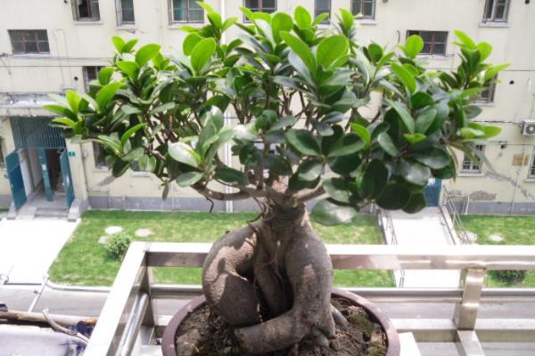 榕樹葉子發(fā)黑怎么辦 榕樹掉葉子的解決方法