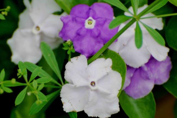 雙色茉莉怎么養 雙色茉莉養殖方法與注意事項