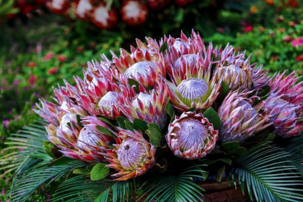 帝王花和公主花的區(qū)別是什么