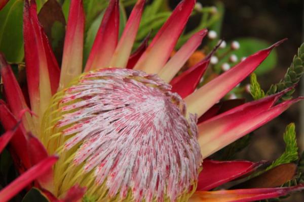 帝王花和公主花的區(qū)別是什么