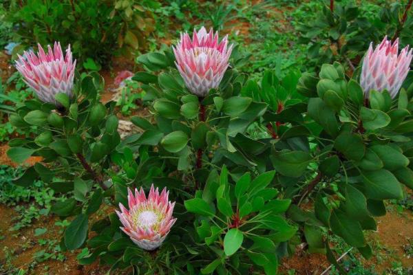 帝王花和公主花的區(qū)別是什么