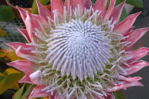 帝王花和公主花的區(qū)別是什么