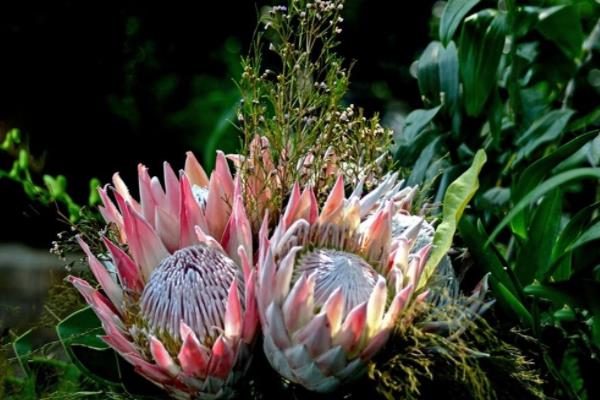 帝王花和公主花的區(qū)別是什么