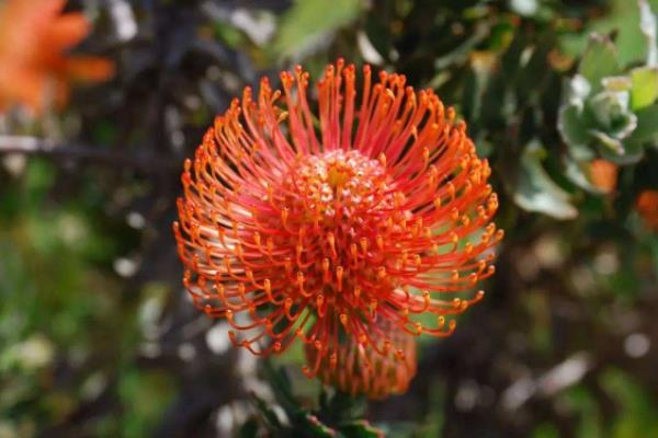 帝王花和公主花的區(qū)別是什么