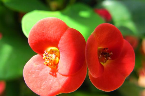 虎刺梅怎么養 虎刺梅養殖方法與注意事項