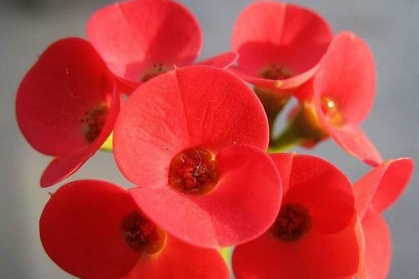 虎刺梅什么時候 開花虎刺梅花期是幾月