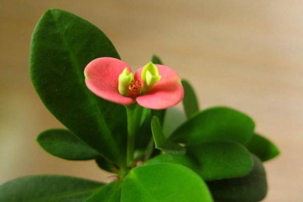 虎刺梅什么時候 開花虎刺梅花期是幾月