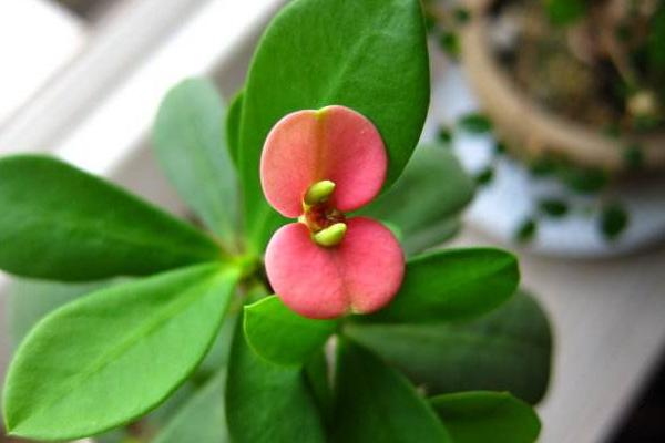 虎刺梅什么時候 開花虎刺梅花期是幾月