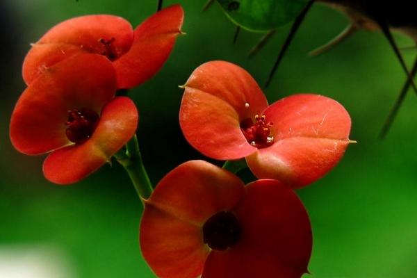 虎刺梅什么時候 開花虎刺梅花期是幾月