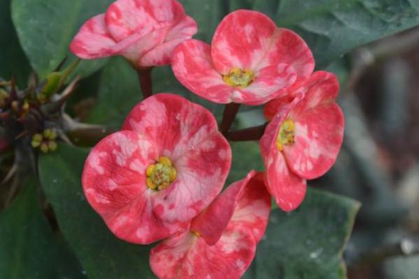 虎刺梅什么時候 開花虎刺梅花期是幾月